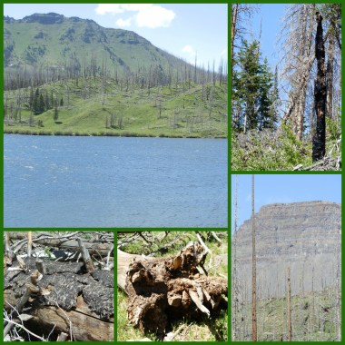 Burned Trees Collage